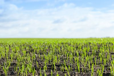 Vegetation Establishment